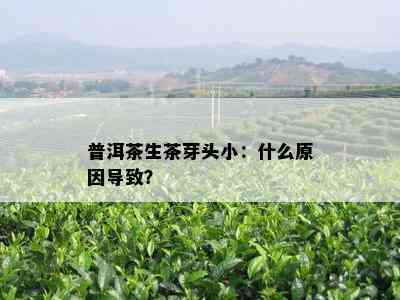 普洱茶生茶芽头小：什么起因引起？