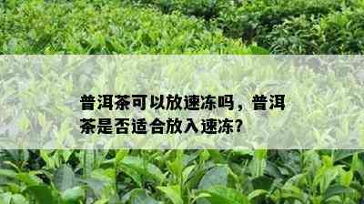 普洱茶可以放速冻吗，普洱茶是不是适合放入速冻？