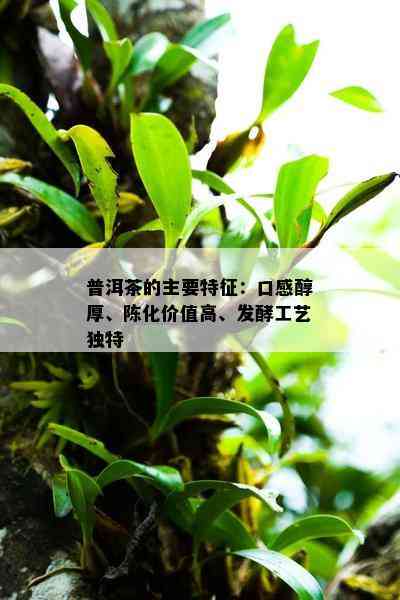 普洱茶的主要特征：口感醇厚、陈化价值高、发酵工艺特别