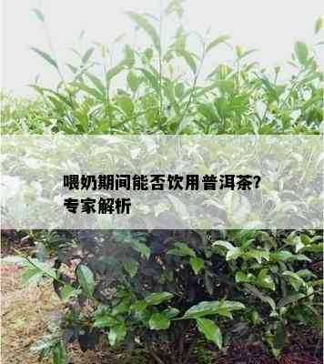 喂奶期间能否饮用普洱茶？专家解析