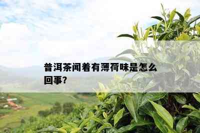 普洱茶闻着有薄荷味是怎么回事？