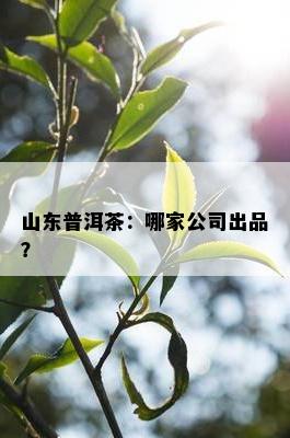 山东普洱茶：哪家公司出品？