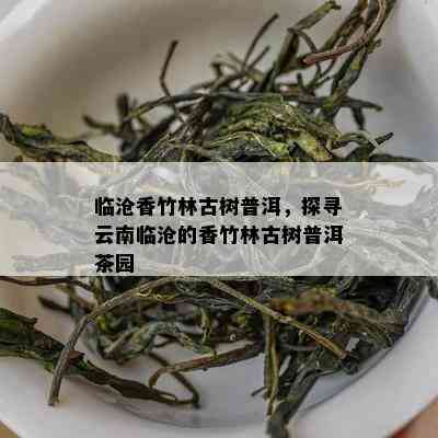 临沧香竹林古树普洱，探寻云南临沧的香竹林古树普洱茶园