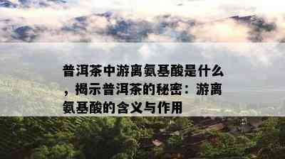 普洱茶中游离氨基酸是什么，揭示普洱茶的秘密：游离氨基酸的含义与作用