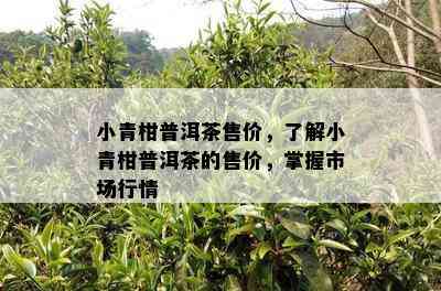 小青柑普洱茶售价，熟悉小青柑普洱茶的售价，掌握市场行情