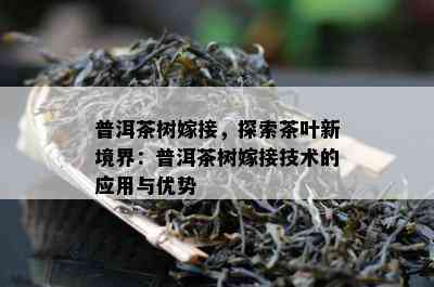 普洱茶树嫁接，探索茶叶新境界：普洱茶树嫁接技术的应用与优势