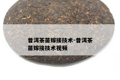 普洱茶苗嫁接技术-普洱茶苗嫁接技术视频