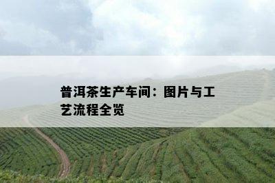 普洱茶生产车间：图片与工艺流程全览