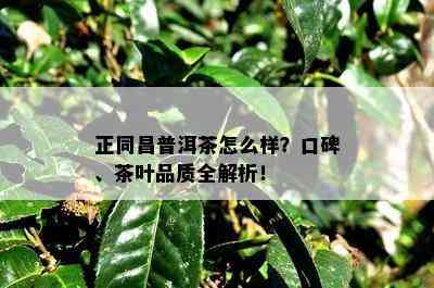 正同昌普洱茶怎么样？口碑、茶叶品质全解析！