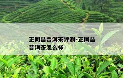 正同昌普洱茶评测-正同昌普洱茶怎么样