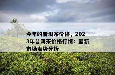 今年的普洱茶价格，2023年普洱茶价格行情：最新市场走势分析