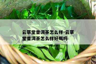 云草堂普洱茶怎么样-云草堂普洱茶怎么样好喝吗