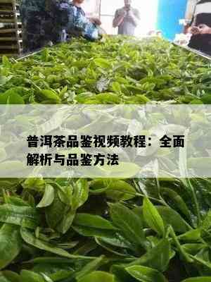 普洱茶品鉴视频教程：全面解析与品鉴方法