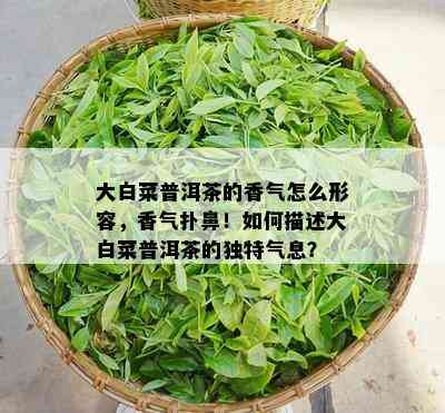 大白菜普洱茶的香气怎么形容，香气扑鼻！怎样描述大白菜普洱茶的特别气息？