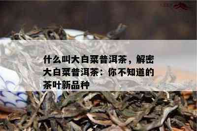 什么叫大白菜普洱茶，解密大白菜普洱茶：你不知道的茶叶新品种