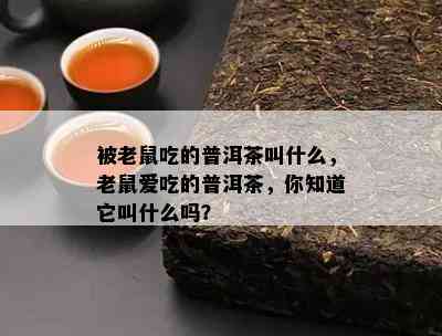 被老鼠吃的普洱茶叫什么，老鼠爱吃的普洱茶，你知道它叫什么吗？