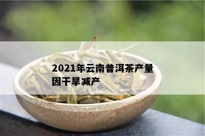 2021年云南普洱茶产量因干旱减产