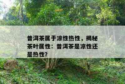 普洱茶属于凉性热性，揭秘茶叶属性：普洱茶是凉性还是热性？