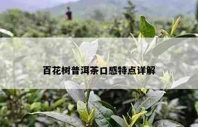 百花树普洱茶口感特点详解