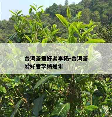 普洱茶爱好者李杨-普洱茶爱好者李杨是谁