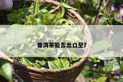 普洱茶能否出口至？