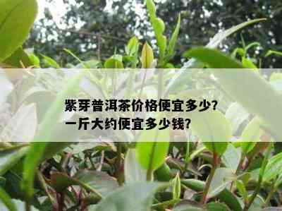 紫芽普洱茶价格便宜多少？一斤大约便宜多少钱？