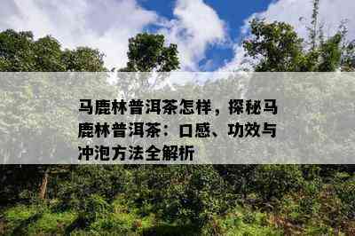 马鹿林普洱茶怎样，探秘马鹿林普洱茶：口感、功效与冲泡方法全解析