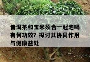 普洱茶和玉米须合一起泡喝有何功效？探讨其协同作用与健康益处