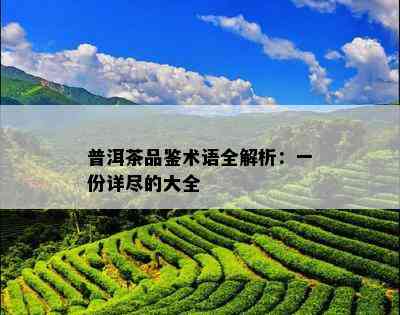 普洱茶品鉴术语全解析：一份详尽的大全