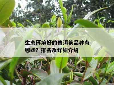 生态环境好的普洱茶品种有哪些？排名及详细介绍