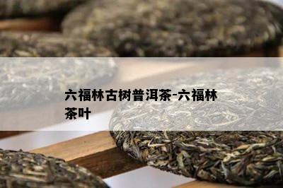 六福林古树普洱茶-六福林茶叶