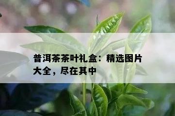 普洱茶茶叶礼盒：精选图片大全，尽在其中