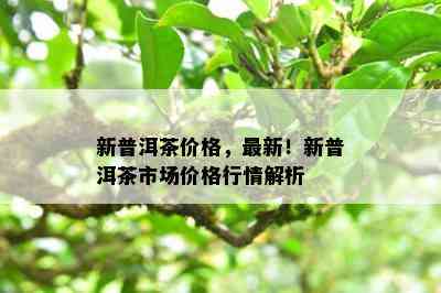 新普洱茶价格，最新！新普洱茶市场价格行情解析