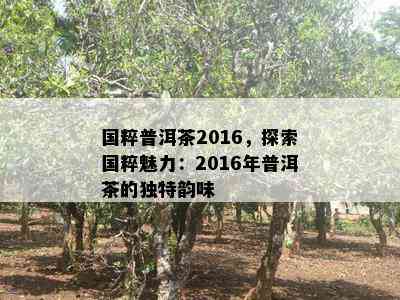 国粹普洱茶2016，探索国粹魅力：2016年普洱茶的特别韵味