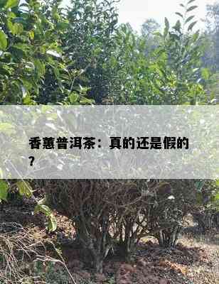 香蕙普洱茶：真的还是假的？