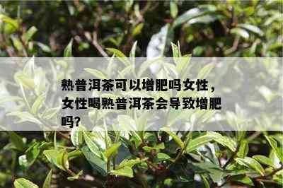 熟普洱茶可以增肥吗女性，女性喝熟普洱茶会引起增肥吗？