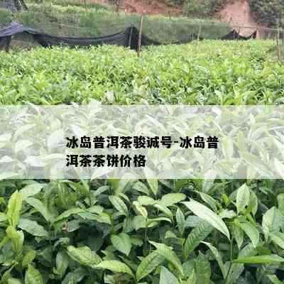 冰岛普洱茶骏诚号-冰岛普洱茶茶饼价格