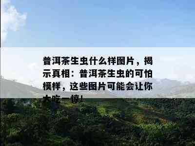 普洱茶生虫什么样图片，揭示真相：普洱茶生虫的可怕模样，这些图片也许会让你大吃一惊！