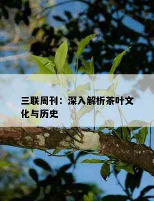 三联周刊：深入解析茶叶文化与历史