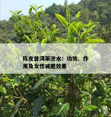 陈皮普洱茶泡水：功效、作用及女性减肥效果