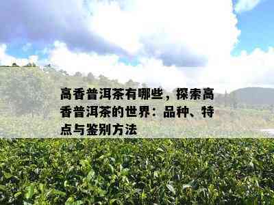 高香普洱茶有哪些，探索高香普洱茶的世界：品种、特点与鉴别方法