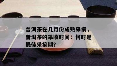 普洱茶在几月份成熟采摘，普洱茶的采收时间：何时是更佳采摘期？