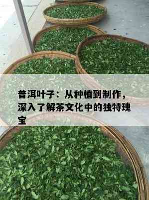 普洱叶子：从种植到制作，深入熟悉茶文化中的特别瑰宝