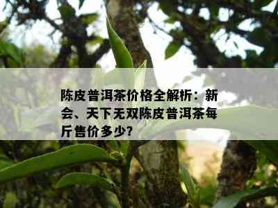 陈皮普洱茶价格全解析：新会、天下无双陈皮普洱茶每斤售价多少？