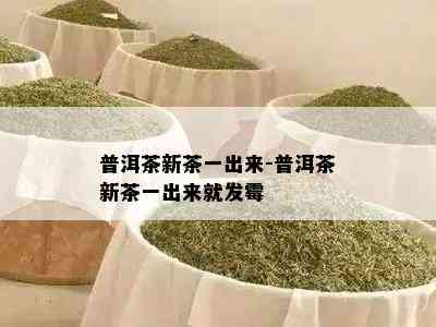 普洱茶新茶一出来-普洱茶新茶一出来就发霉