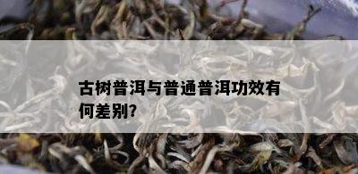 古树普洱与普通普洱功效有何差别？