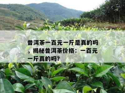 普洱茶一百元一斤是真的吗，揭秘普洱茶价格：一百元一斤真的吗？