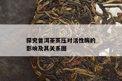 探究普洱茶蒸压对活性酶的作用及其关系图