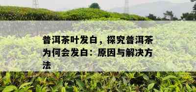 普洱茶叶发白，探究普洱茶为何会发白：原因与解决方法