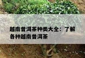 越南普洱茶种类大全：熟悉各种越南普洱茶